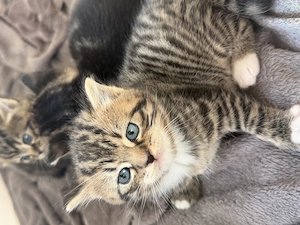 Baby Katze 