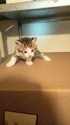 Katzen Baby zu verkaufen 