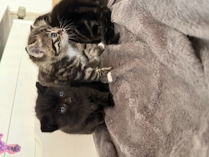 Baby Katze 