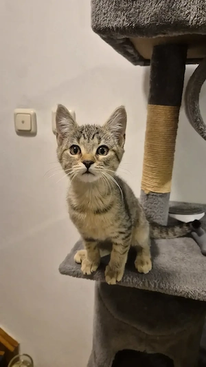Süße Kitten suchen liebevolles Zuhause