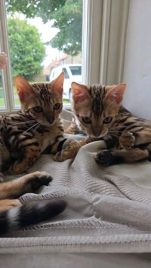 Süße Bengal-Kätzchen ab dem 31. Oktober abzugeben