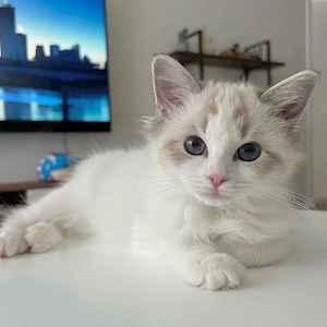  Ragdoll-Kätzchen  Süßes Katzenmädchen    Kella.