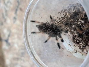 Psalmopoeus vitori  1-2  Fh  5x 50   