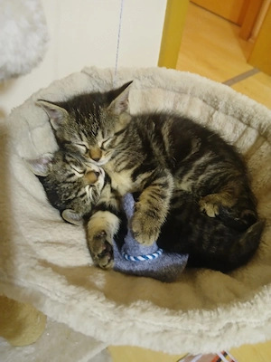 Kätzchen  Babykatzen  Katzenbabys