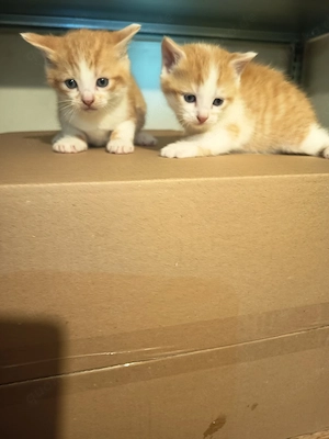 Katzen Baby zu verkaufen 