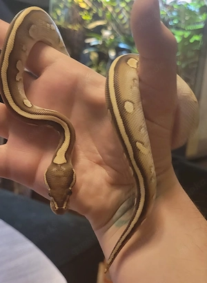 Königspython (Python regius), männlich, NZ 2025, mit Papieren