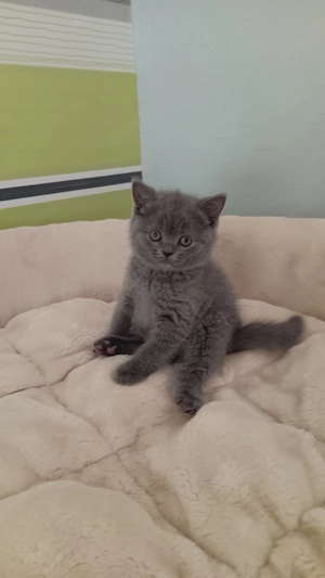 BKH-Kitten 