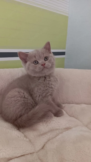 BKH-Kitten 