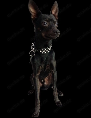 Rehpinscher mix 