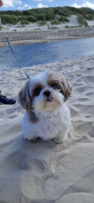 Kleiner Familienhund gesucht 