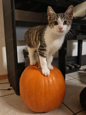 Zwei Babykatzen abzugeben  