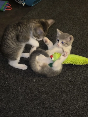 Sphynx Mix Kitten 