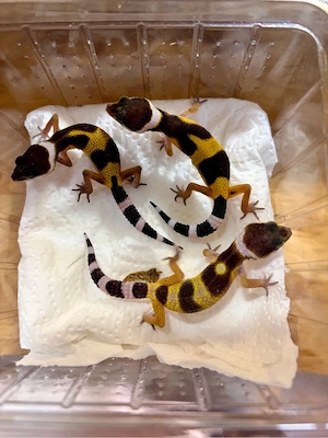 Leopardgecko Nachzucht