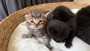 Reinrassige Britischkurzhaar kitten 