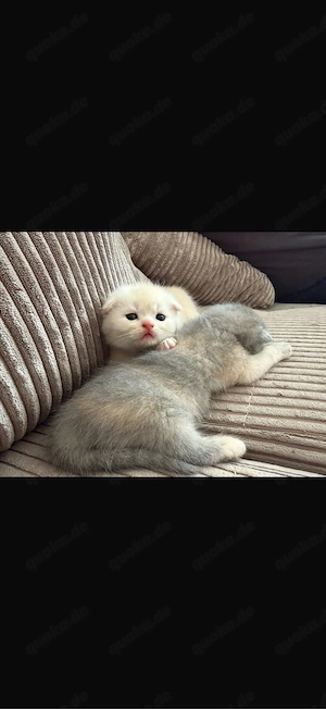 baby kitten sucht ein zuhause