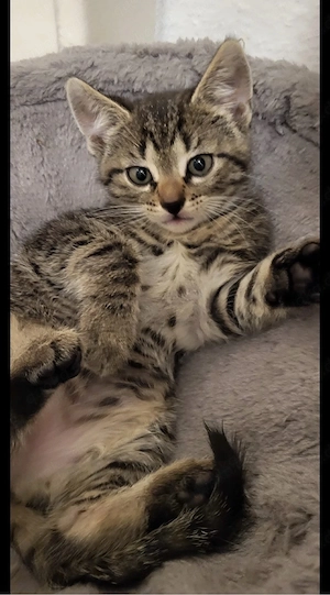 Europäische Hauskatze 