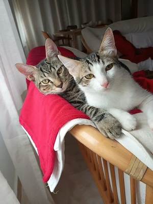Klaus und Ewald suchen ihr Zuhause - bitte Text aufmerksam lesen