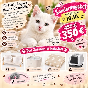 Süßer Türkisch-Angora-Maine-Coon-Mix Kater sucht liebevolles Zuhause 