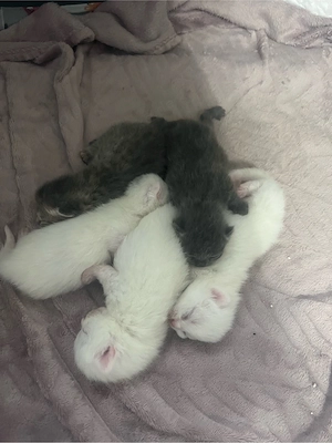 bkh kitten 