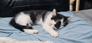 tuxedo Pünktchen