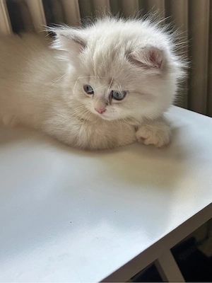 baby kitten 