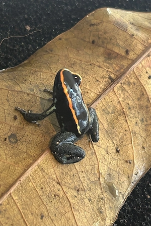 Phyllobates Vittatus 