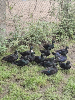 Smaragdenten Erpel abzugeben   Enten   Zierenten 