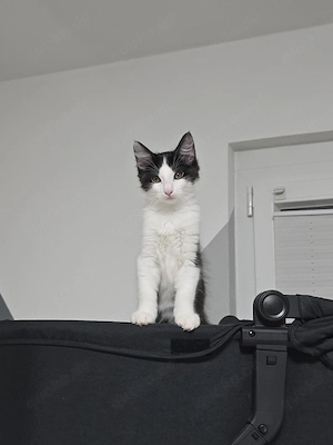 kater zum Verkauf 