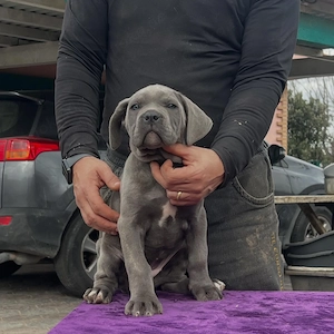 Reinrassige Cane Corso Welpen