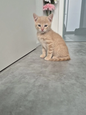 Traumhafter BKH-Mix Kater    sucht Herzensmensch!  