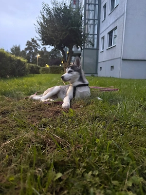 Hund zu Verkaufen