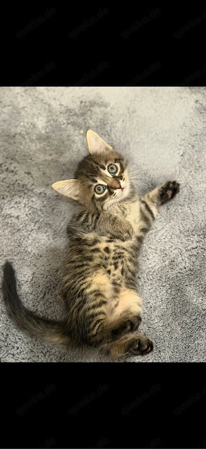 Baby Katzen zu verkaufen
