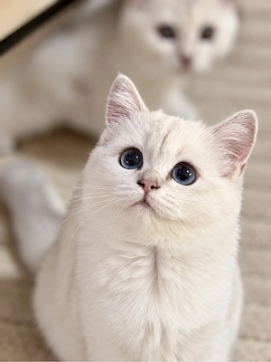 Bkh Britisch Kurzhaar Kitten mit Stammbaum