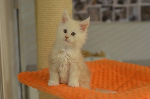 Wunderschöne Maine-Coon-Kätzchen suchen ein liebevolles Zuhause!