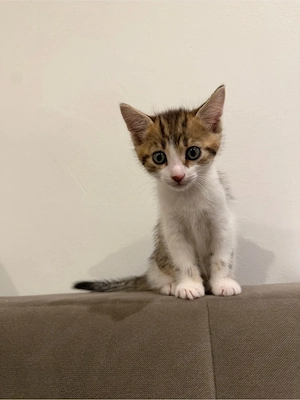 Babykatzen zum Verkaufen 
