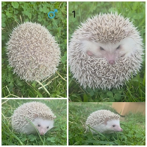Weißbauchigel 