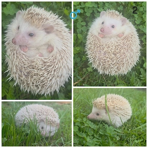 Weißbauchigel 