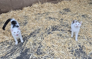 Zwei Kater vom Bauernhof 
