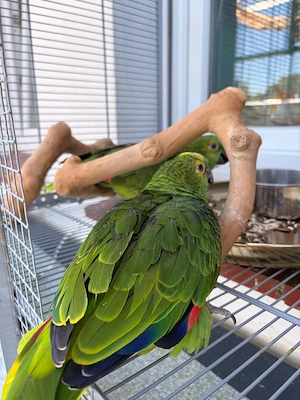 Blaustiernamazonen Geschwisterpaar, 6 Jahre