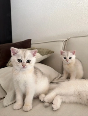 NUR NOCH 2 VERFÜGBAR!! Britisch Kurzhaar *bkh* kitten golden silver shaded tabby zu verkaufen!