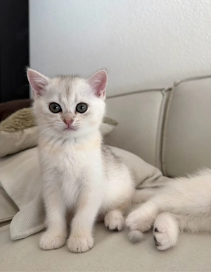 NUR NOCH 1 VERFÜGBAR!! Britisch Kurzhaar *bkh* kitten golden silver shaded tabby zu verkaufen!