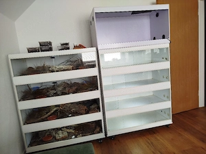 Terraristik - und Bestandsauflösung 