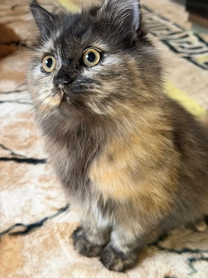 Persermädchen sucht liebevolles Zuhause