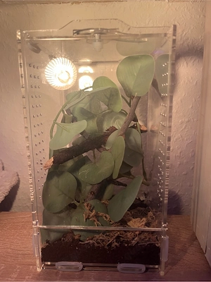 Hymenopus Coronatus Orchideenmantis Gottesanbeterin Weibchen