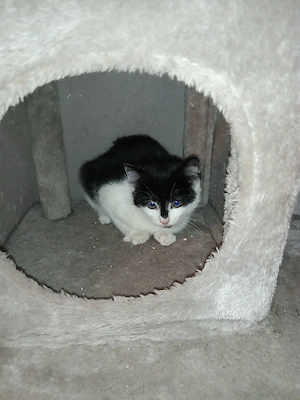 Katzen Mädchen 