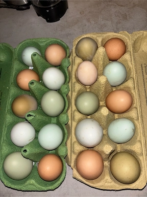 Frische Eier Freiland Eier