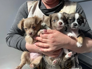 Reinrassiger Chihuahua-Welpe . L H