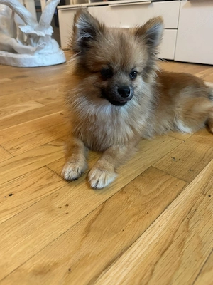 kleiner Prinz pomeranian ab sofort zu vermitteln