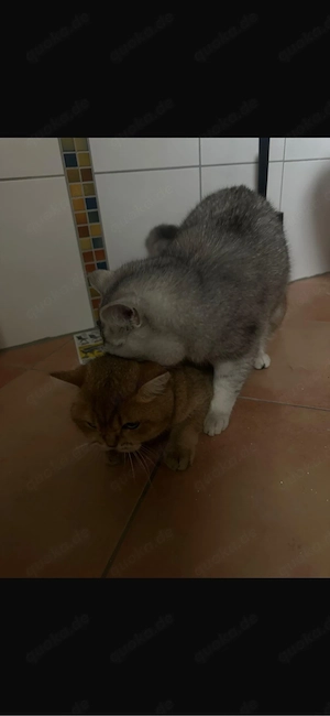 Erfolgreicher Deckkater 