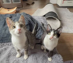 Lilly und  Lemmy suchen ihr Zuhause # Tierschutz 
